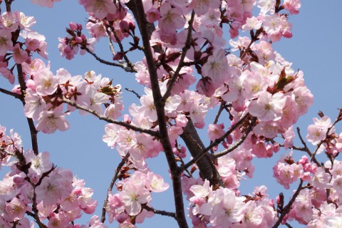 ついに帯広も桜開花宣言