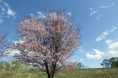 せっかくの桜が…
