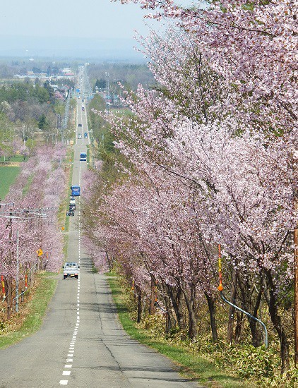 中札内桜六花公園に行ってきました~♪