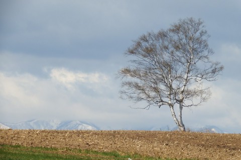 カメラスケッチ・音更町