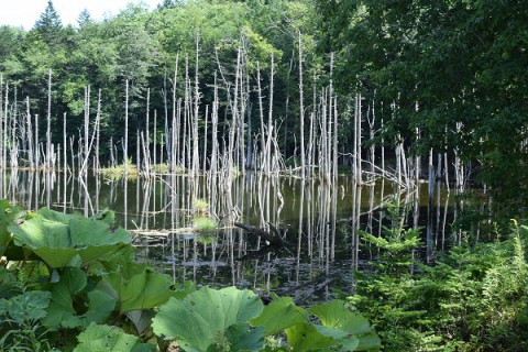 浦幌町の蒼い池