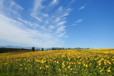 絶景! 音更町のヒマワリ畑