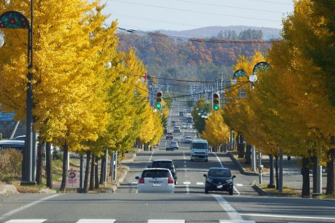 カメラスケッチ・音更町のイチョウ並木