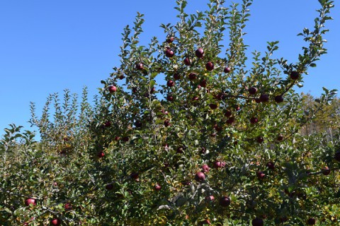 リンゴのもぎとり体験