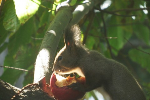 エゾリス君の秋は忙しい