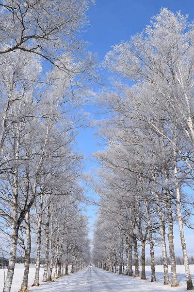 これぞ十勝の冬景色・音更町