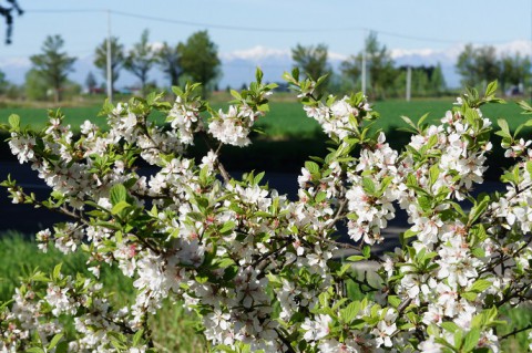 今朝の草花～自宅庭にて