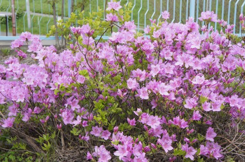 ツツジ類の開花状況