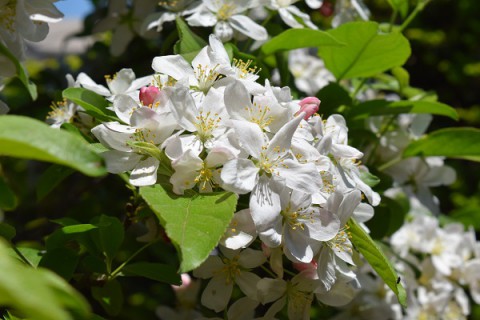 エゾノコリンゴの花が満開～♪