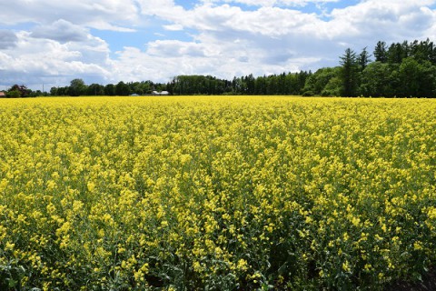 カメラスケッチ・音更町の菜の花畑