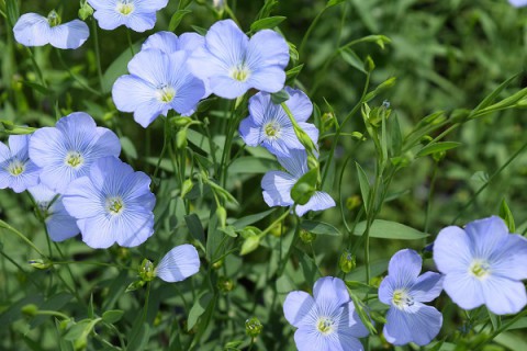 更別村上更別・亜麻の花