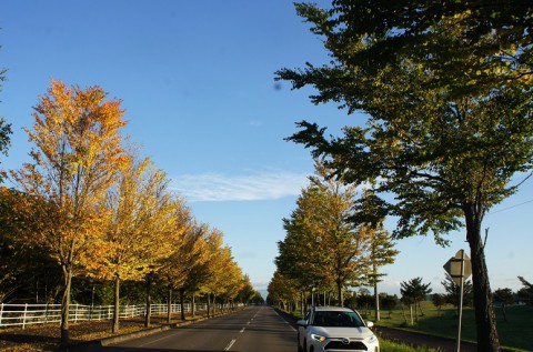 あわてん坊の紅葉