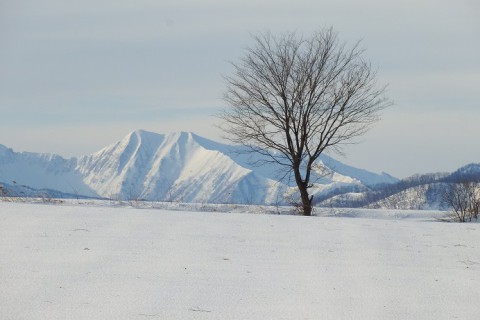 カメラスケッチ・芽室町の畑