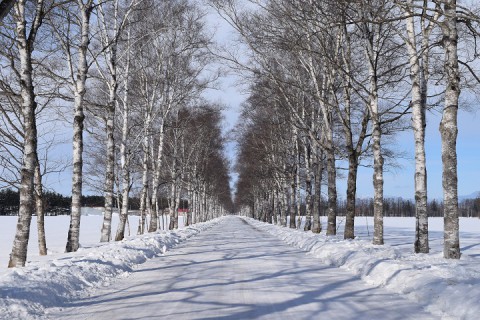 音更町駒場の白樺並木