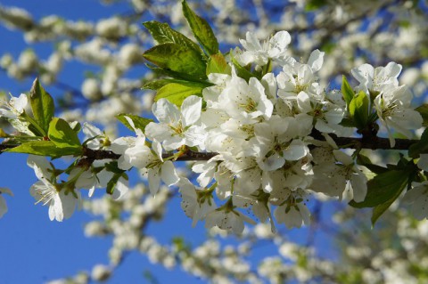 春の花、樹木、野草など…