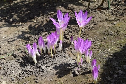 秋の花々