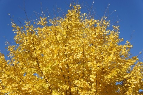 カメラスケッチ・音更町の紅葉スポット