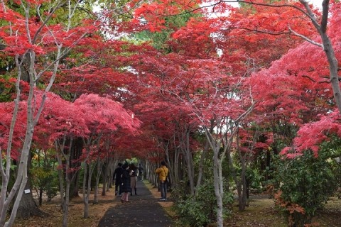 札幌・紅葉のトンネル～♪