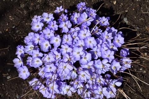春の花々～♪