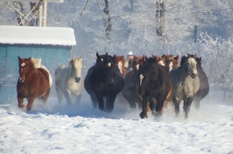 音更町駒場(牧場)の馬追い運動