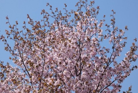 遅ればせながら桜の画像です