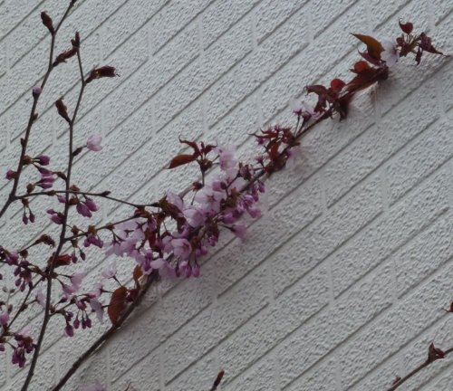 さくら開花