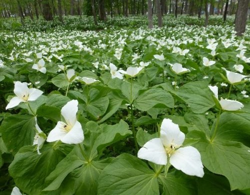 赤い彗星号の旅（２０１３．　５．２５)