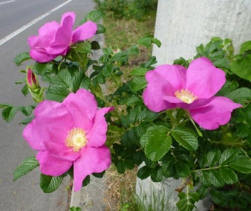 赤い彗星号の旅（２０１３．　６．１６)