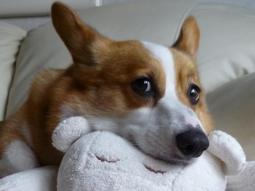 道民わんこ掲載写真