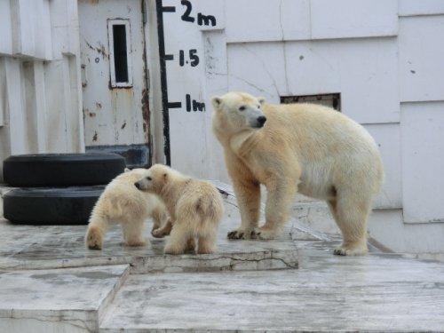 札幌円山動物園、ホッキョクグマの親子を見に行ってきました