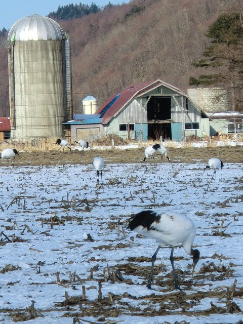 音別町まで鶴の撮影と「ハナミズキ」のロケ地尺別へ