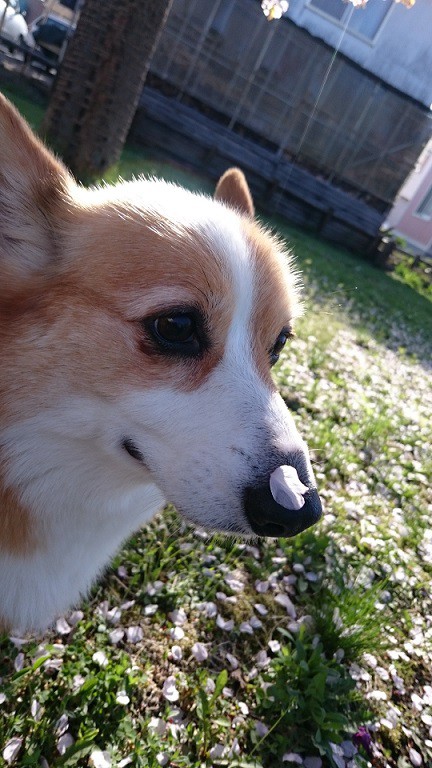 新聞に掲載~犬も歩けば鼻に花
