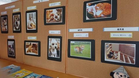 わんにゃん写真大募集 北海道新聞掲載について