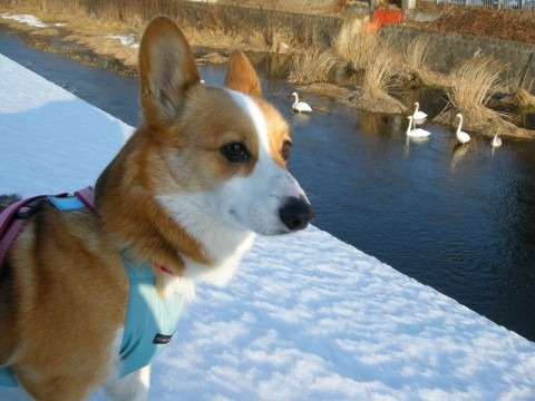 白鳥を見に近くの川まで散歩