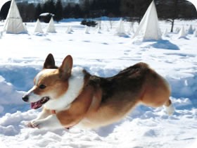 ひゃっほうが聞こえる