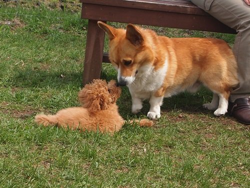 パピークラス、参加犬募集中!
