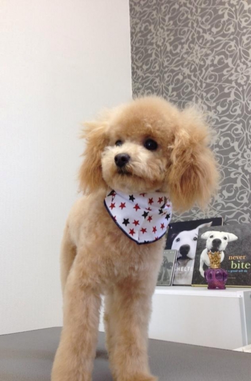 本日のお客さま