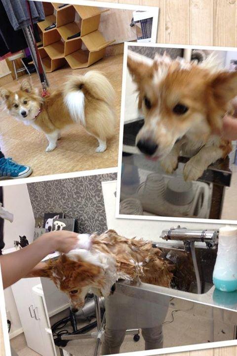 ココちゃんご来店