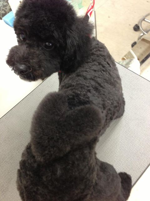 家族3匹で来たよ(^^)v