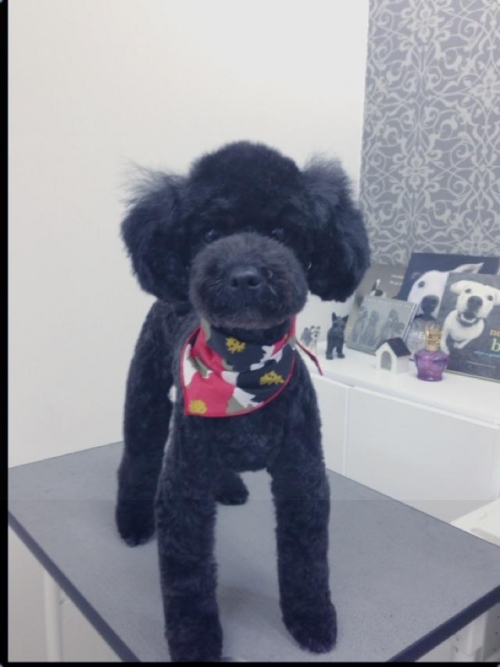 ハナちゃんスタイル