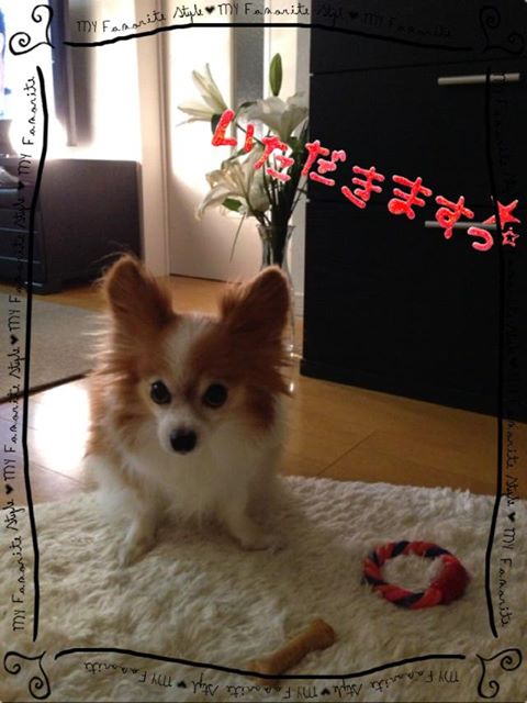 トフィーのお気に入り!(^^)!