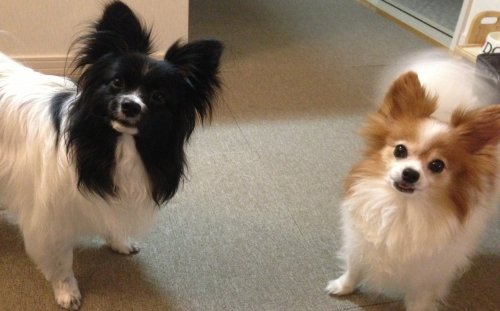 うちのコです(*^_^*)