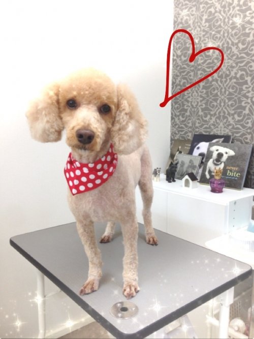 サマーカットで大へんし~ん!