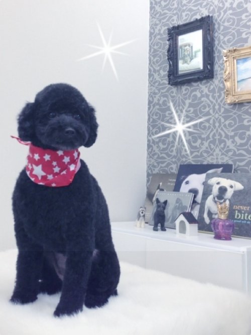 ヒメちゃーん！