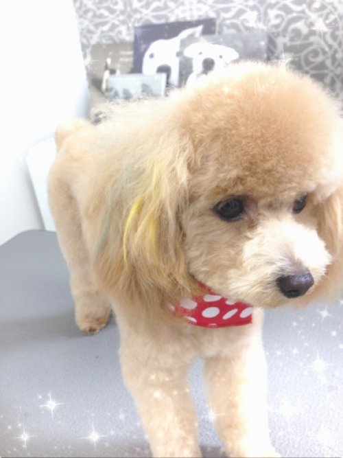 カラーリングもできますよー！！！