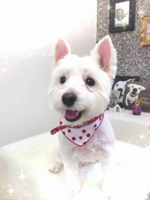 ウェスティーごらいて～ん！！！！