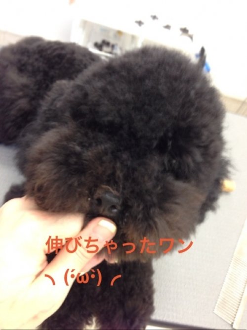 モコちゃん大変身～！！ ビフォー編