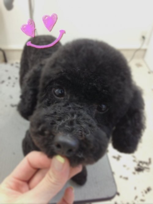 モコちゃん大変身～！！アフター編