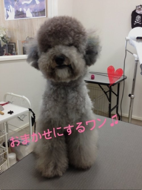 これから変身しますワン！！