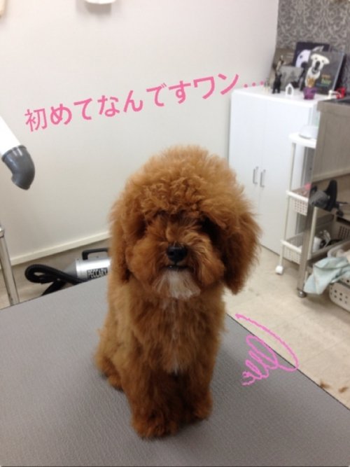 りんたろうくんご来店ー！！！